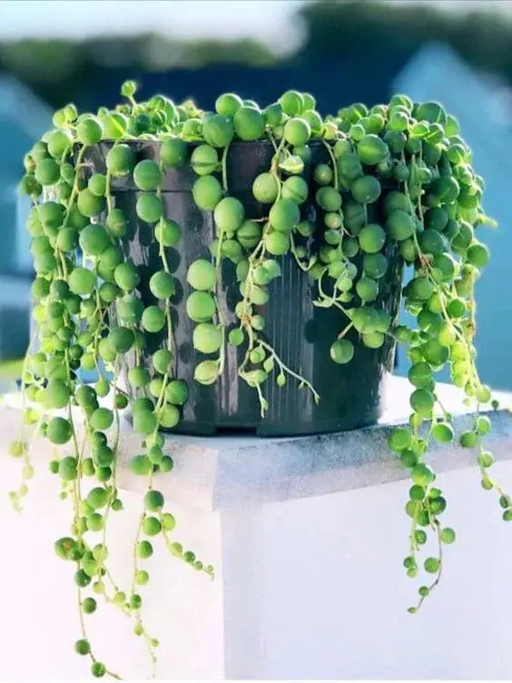 String of Pearls plants thrive in well-draining, sandy or succulent potting soil, with proper drainage to prevent water from accumulating and causing root rot.