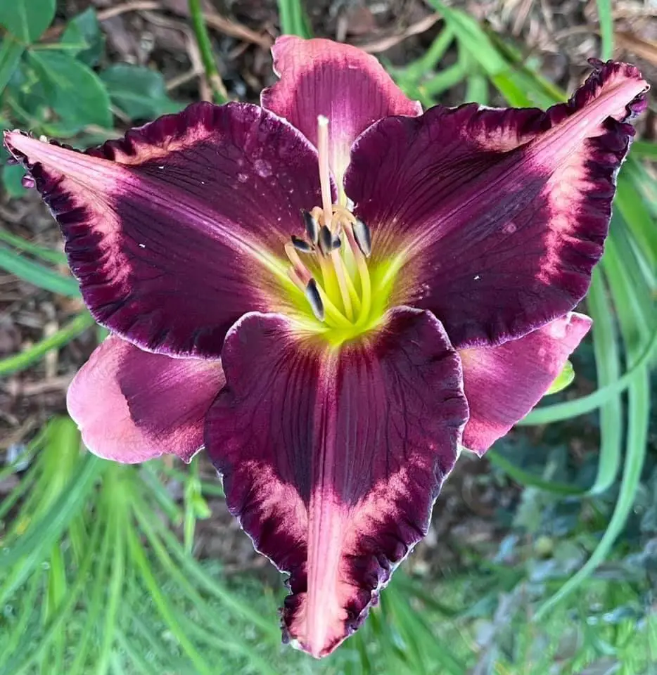 The Coit Tower Daylily is a vibrant perennial known for its tall scapes and large, trumpet-shaped blooms, typically in shades of yellow or gold, thriving in full sun and well-draining soil.