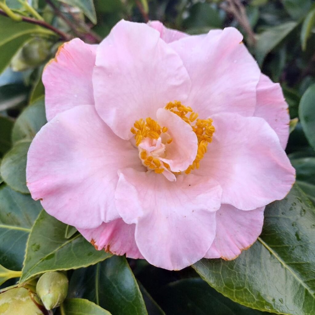 Camellia is an evergreen shrub known for its stunning, glossy leaves and large, fragrant blooms in shades of pink, red, or white, thriving in partial shade and well-draining, acidic soil.