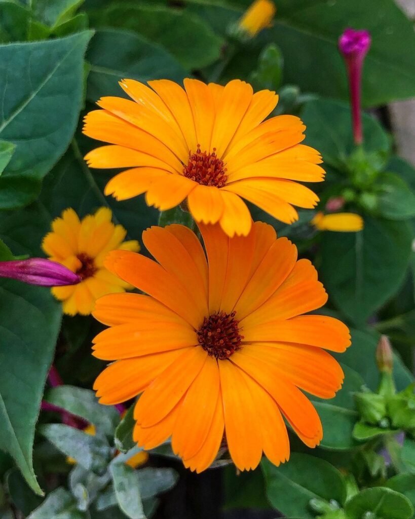 Two vibrant orange calendula flowers bloom in a pot surrounded by lush green leaves.