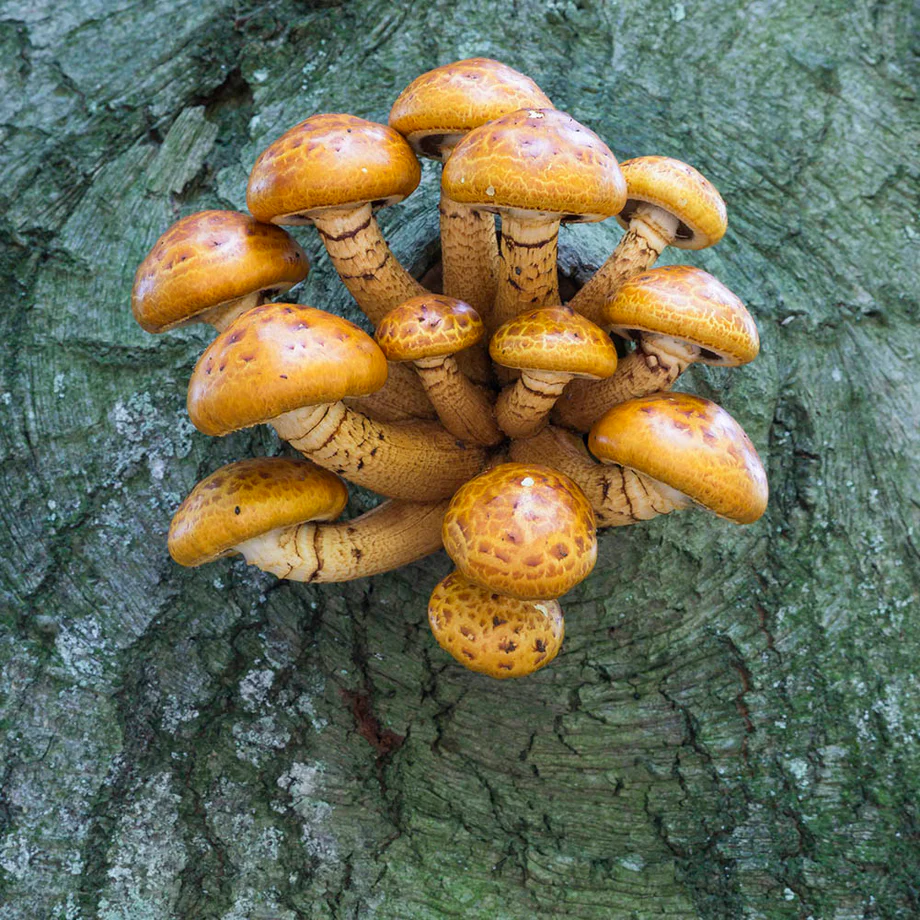 Design a Pinterest pin centered around chestnut mushrooms, with a warm, rustic theme. Feature a close-up of fresh, earthy-brown chestnut mushrooms arranged in a wicker basket or wooden tray, hinting at their natural setting. Use soft lighting to bring out their texture and earthy tones. The text overlay should read: Chestnut Mushrooms: The Complete Guide to Selection, Benefits, and Uses in a clean, approachable font. Add small, subtle icons like a cutting board, knife, or a leafy accent to suggest their culinary and health benefits, creating an inviting pin for food lovers and wellness enthusiasts.