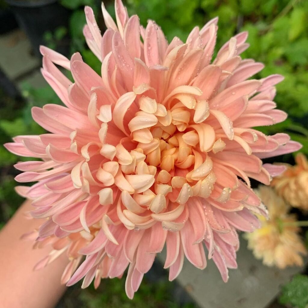 Chrysanthemums symbolize joy, optimism, and longevity, with different colors representing various meanings—yellow for friendship, red for love, and white for purity—thriving in full sun and well-draining soil.