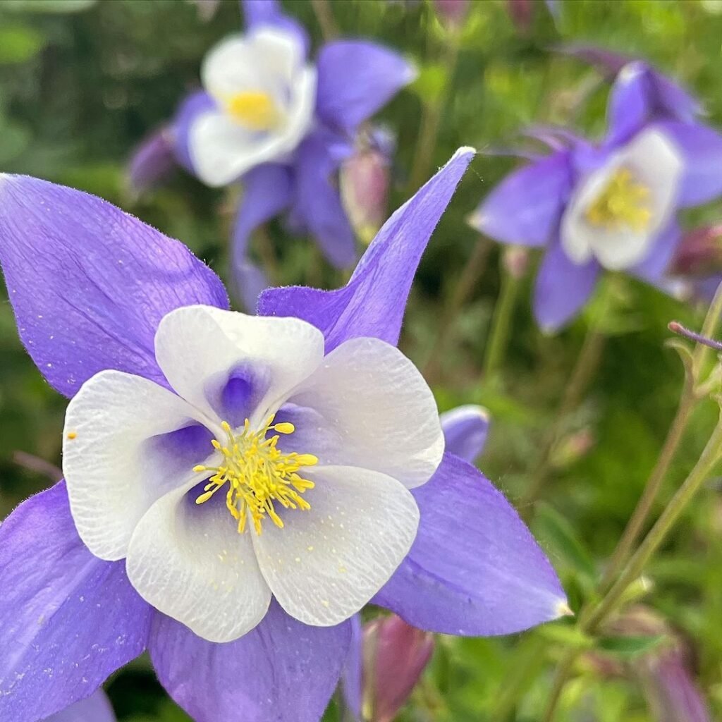 Columbine (Aquilegia) is a delicate perennial known for its unique, spurred flowers in various colors, thriving in partial shade and well-draining soil, and attracting hummingbirds and pollinators.