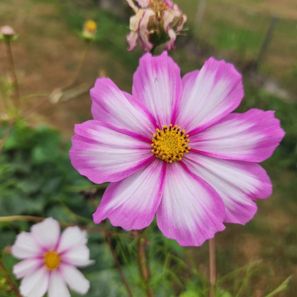 Cosmos are easy-to-grow annuals known for their vibrant, daisy-like flowers in various colors, thriving in full sun and well-draining soil while attracting butterflies and pollinators.