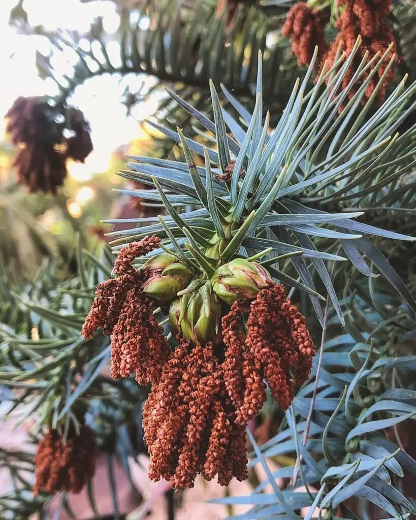 Blue Chinese Fir