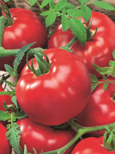 Delicious is a classic tomato variety known for its large, round, bright red fruits, excellent sweetness, and juicy texture, thriving in full sun and well-draining soil,