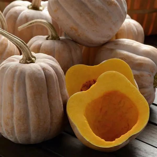 Autumn Frost Squash is a unique winter squash variety with a sweet, nutty flavor and frosted orange skin, ideal for roasting, soups, and baking.