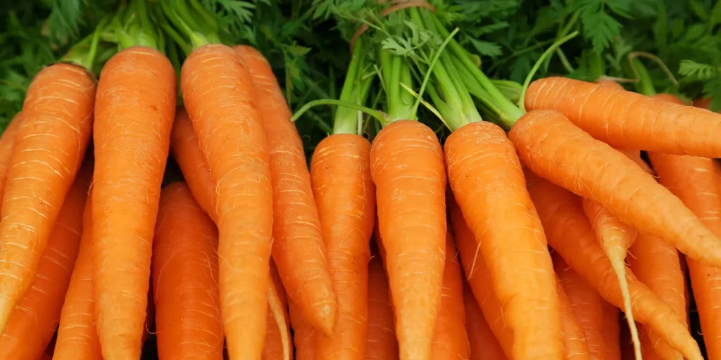 Carrots are cool-season root vegetables that thrive in loose, well-draining soil, producing sweet, crunchy roots rich in vitamins, especially beta-carotene.