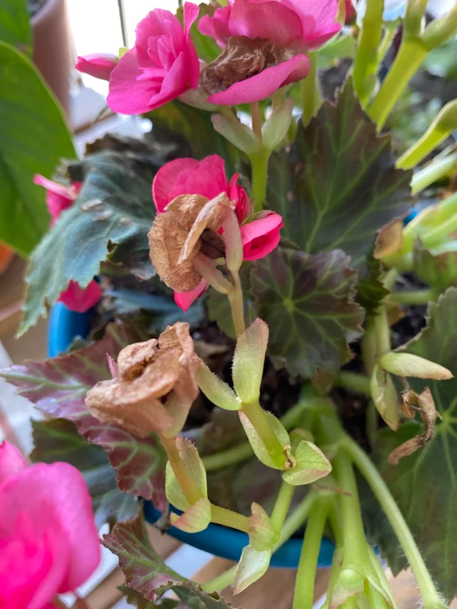 Rieger Begonia Flower Petals Turning Brown: Causes and Solutions