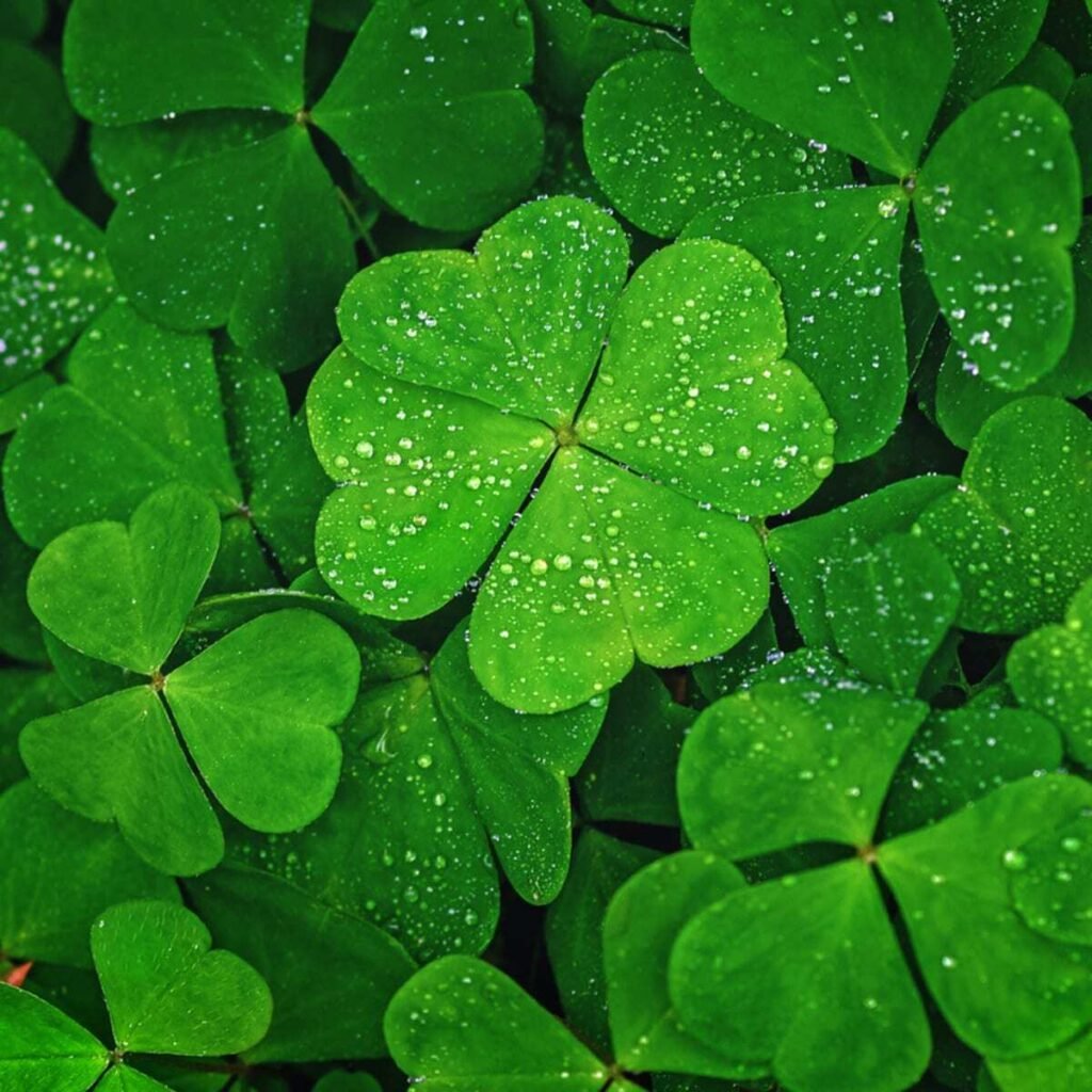 Four-leaf clovers are rare variations of the common three-leaf clover, symbolizing good luck, with each leaf representing faith, hope, love, and luck.