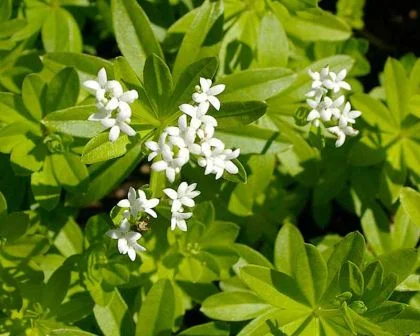 A Sweet Woodruff plant featuring delicate white flowers surrounded by lush green leaves.