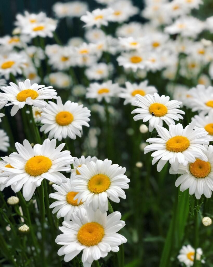 Chamomile is a fragrant herb known for its small, daisy-like flowers and calming properties, thriving in full sun and well-draining soil, often used in teas and herbal remedies.