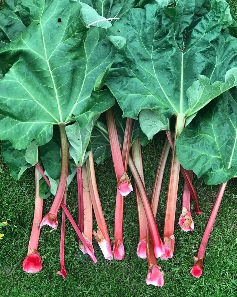 growing rhubarb