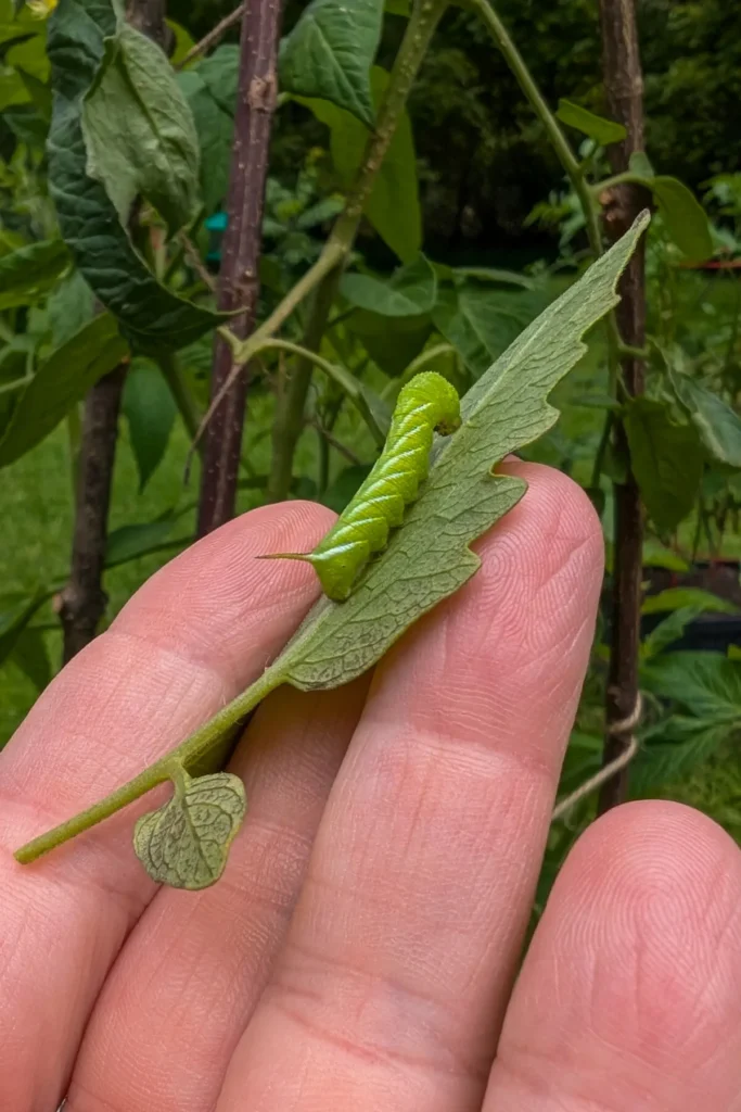 To remove remaining caterpillars, manually inspect plants for them and their eggs, use insecticidal soap or neem oil for treatment, and introduce natural predators like birds or beneficial insects.