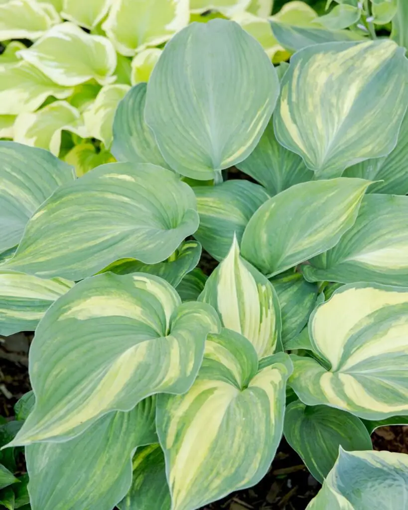 Hostas are shade-loving perennials known for their lush, layered foliage in a variety of shapes and colors, and they produce spikes of delicate, bell-shaped flowers in summer.