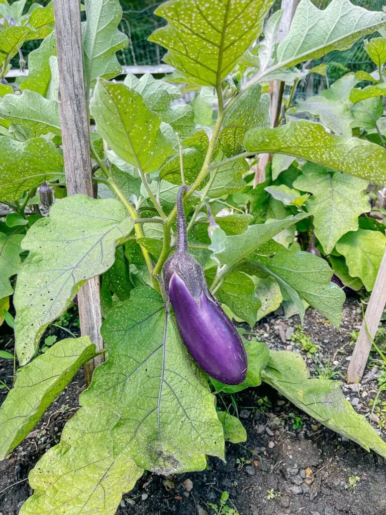 Eggplant