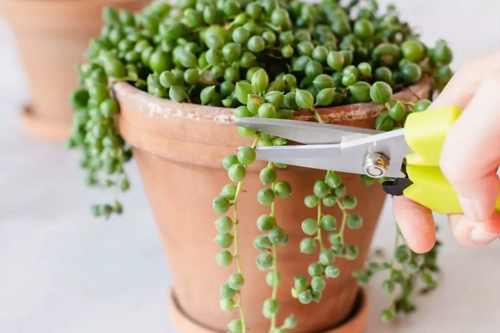 String of Pearls can be propagated by placing cuttings of healthy stems on well-draining soil, where they will root and grow into new plants.