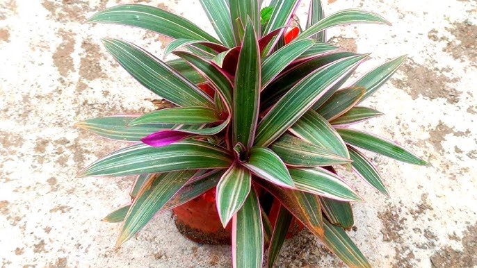 Moses in the Cradle (*Tradescantia spathacea*) is a tropical plant with striking purple and green leaves, known for its rosette growth and ease of care, ideal for indoor or outdoor settings.