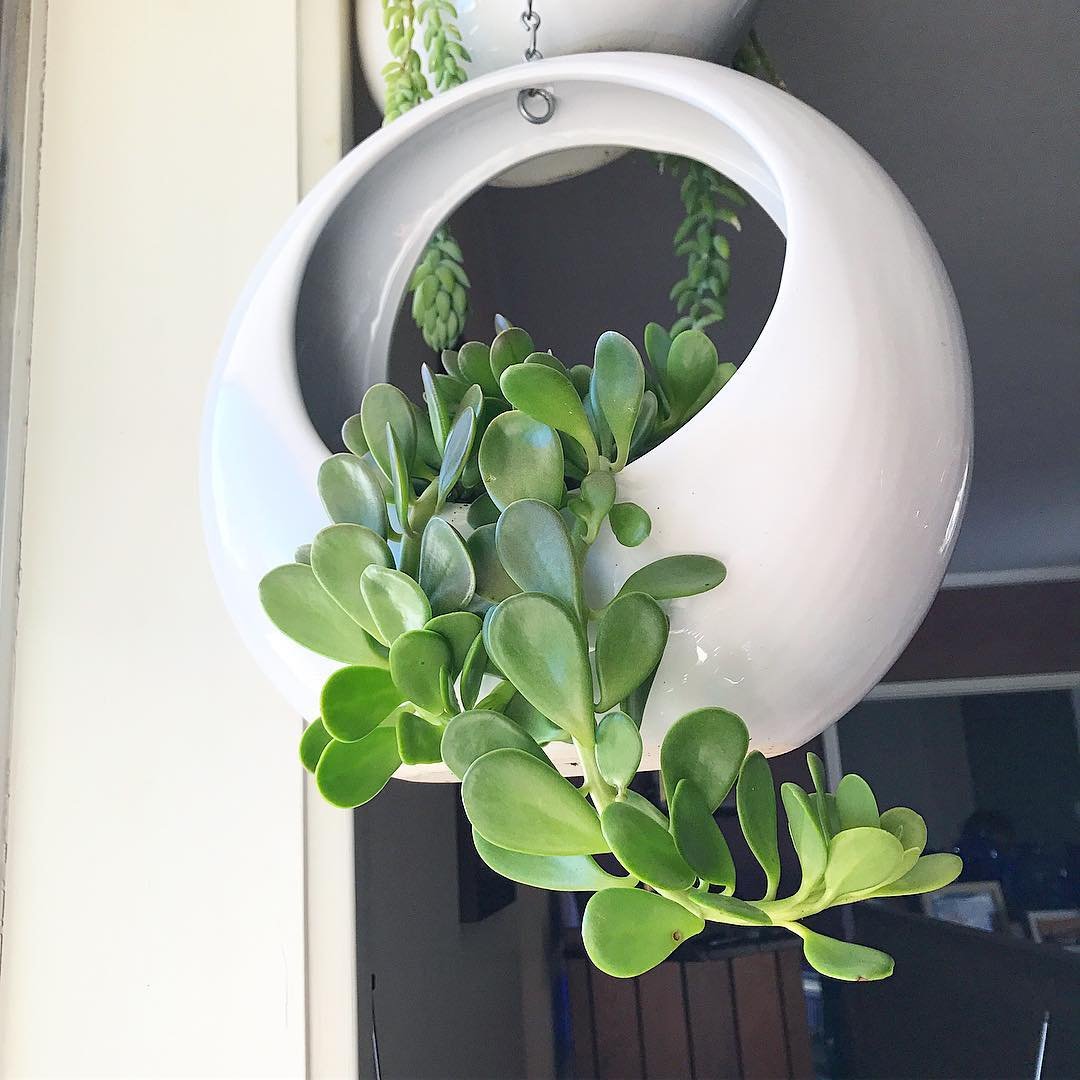 A white circular hanging planter containing a Trailing Jade plant, showcasing its lush green leaves elegantly.