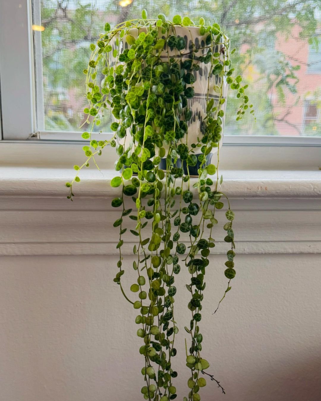 A String of Turtles plant gracefully hangs from a window sill, showcasing its unique, patterned leaves.