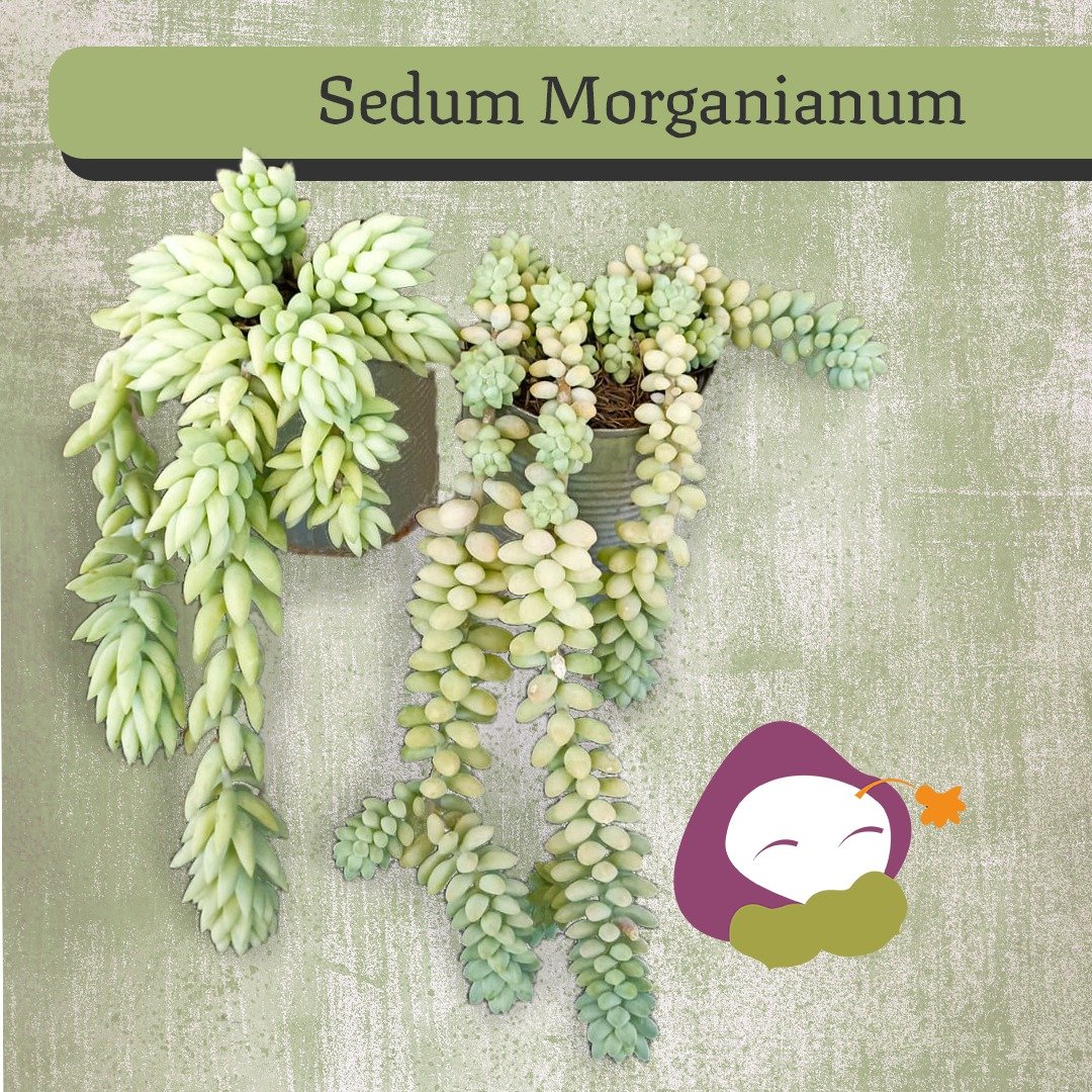 Succulent plants, known as Burro's Tail, hang from the wall, showcasing the name "sedum morganianum."