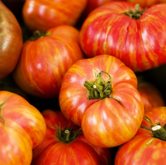 Big Rainbow is a striking heirloom tomato variety known for its large, bi-colored fruits with red and yellow stripes, offering a sweet, juicy flavor and thriving in full sun and well-draining soil.