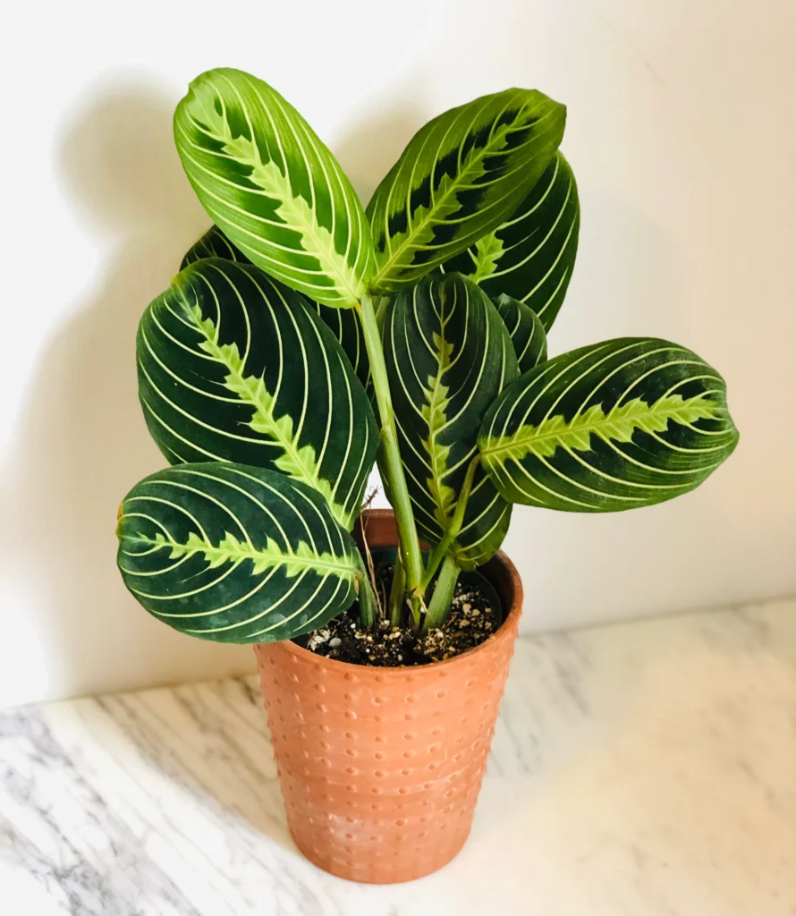 Prayer Plant (Maranta leuconeura)