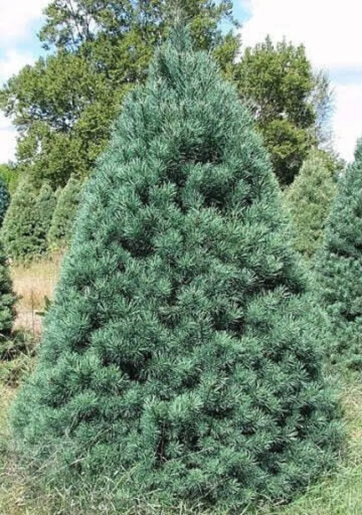 Scotch Pine