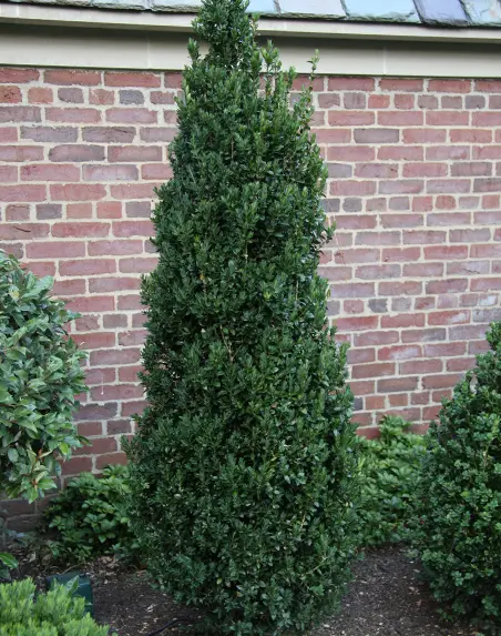 'Fastigiata' (Columnar Boxwood)