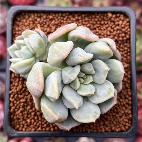 .Cream Puff succulents are small, rosette-forming plants with creamy, pale green leaves that often have a slight pink blush, known for their compact size and delicate appearance, ideal for indoor arrangements.