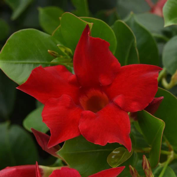 Mandevilla Red Bush Tea is an herbal infusion made from the vibrant red flowers of the Mandevilla plant, known for its soothing properties and mild, floral flavor.