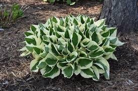 Hosta 'Patriot' is a popular perennial known for its striking, bold green leaves with creamy white margins, thriving in partial to full shade and well-draining soil, 