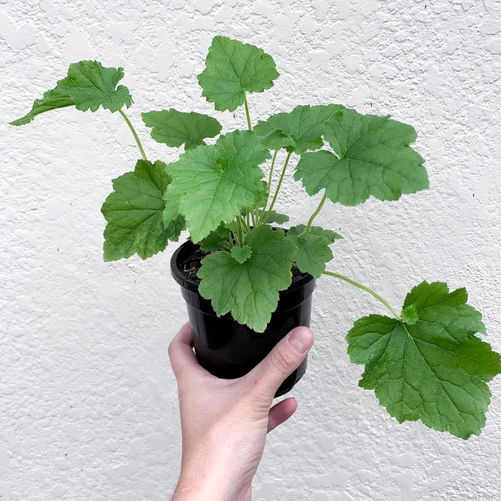 Piggyback Plant (Tolmiea menziesii)