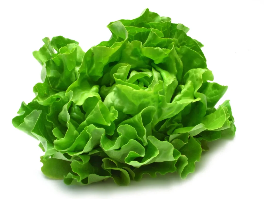 Lettuce is a cool-season leafy vegetable that thrives in well-draining soil and partial shade, known for its crisp texture and mild flavor in salads.