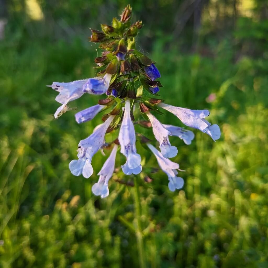 Lyreleaf Sage (Salvia lyrata) is a perennial herb native to the southeastern United States. It has unique lyre-shaped leaves and produces spikes of blue to lavender flowers in the spring.