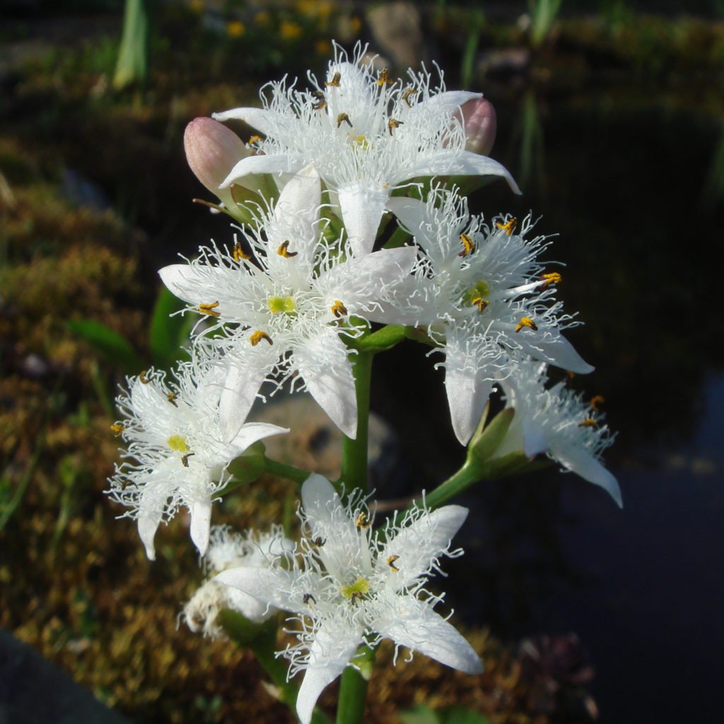 Close-up of Menyanthes trifoliata flower showcasing delicate white petals against a blurred background.