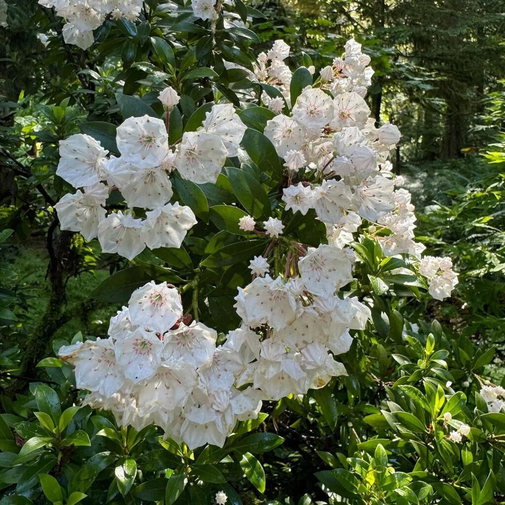 Mountain Laurel (*Kalmia latifolia*) is an evergreen shrub with glossy, dark green leaves and clusters of intricate, pink to white flowers, thriving in acidic, well-drained soil.