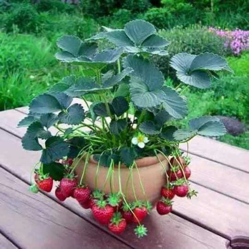 Strawberries Plant