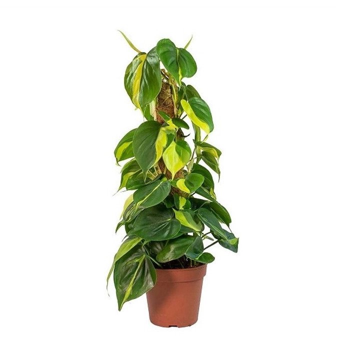 Philodendron 'Brasil' is a popular trailing plant known for its heart-shaped leaves with striking green and yellow variegation, thriving in bright, indirect light and adaptable to various indoor conditions.