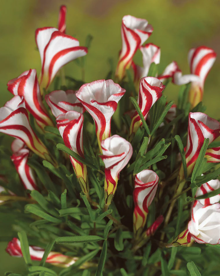 Candy Cane Sorrel (Oxalis versicolor)