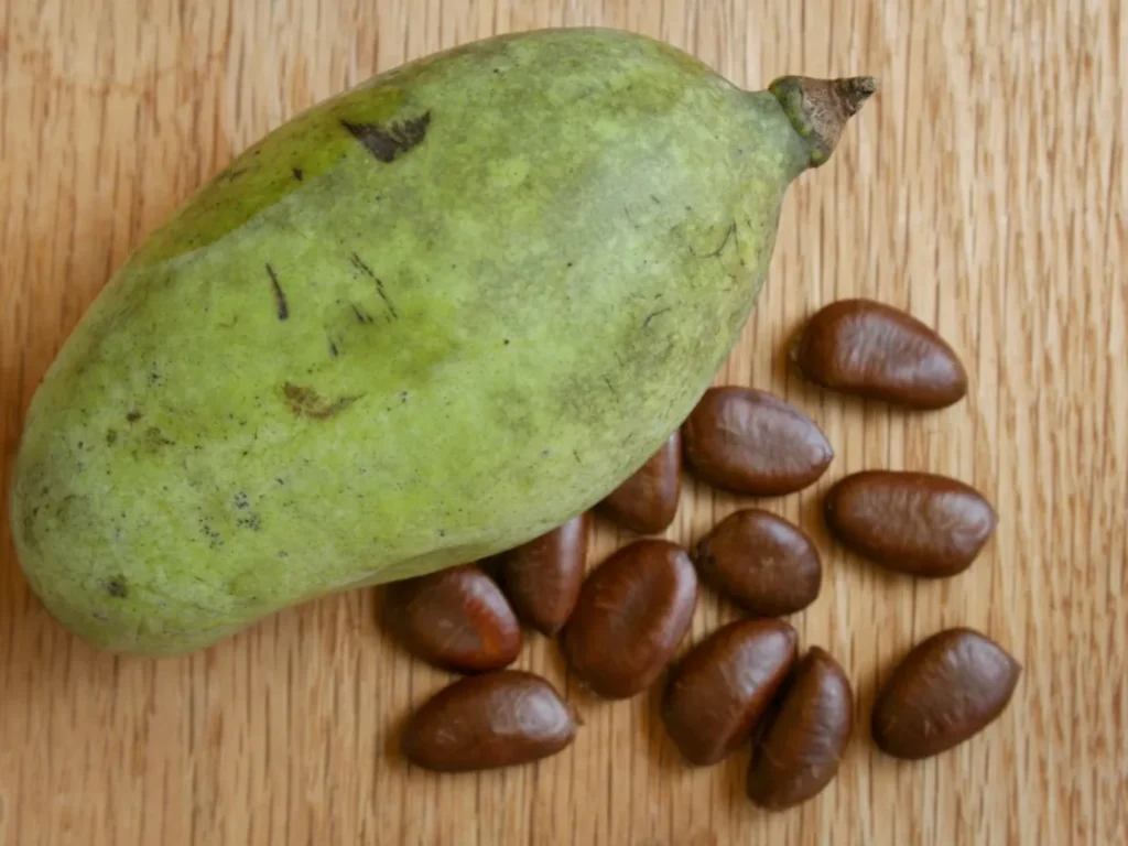 Pawpaw seed stratification involves chilling the seeds in moist soil or a damp medium at 32-40°F (0-4°C) for 90-120 days to break dormancy, mimicking natural winter conditions and preparing them for germination.