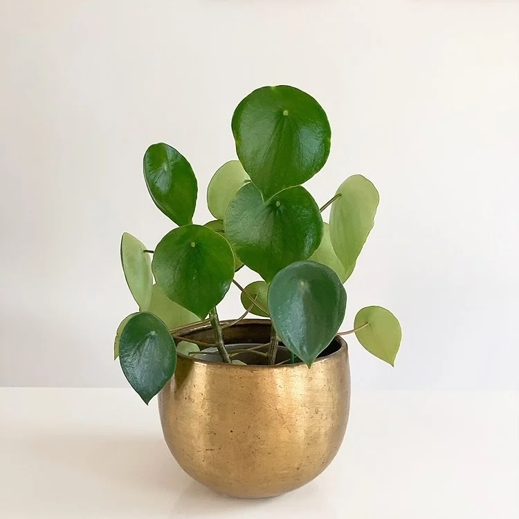 Peperomia