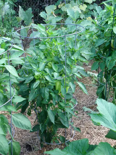 Peppers Plant