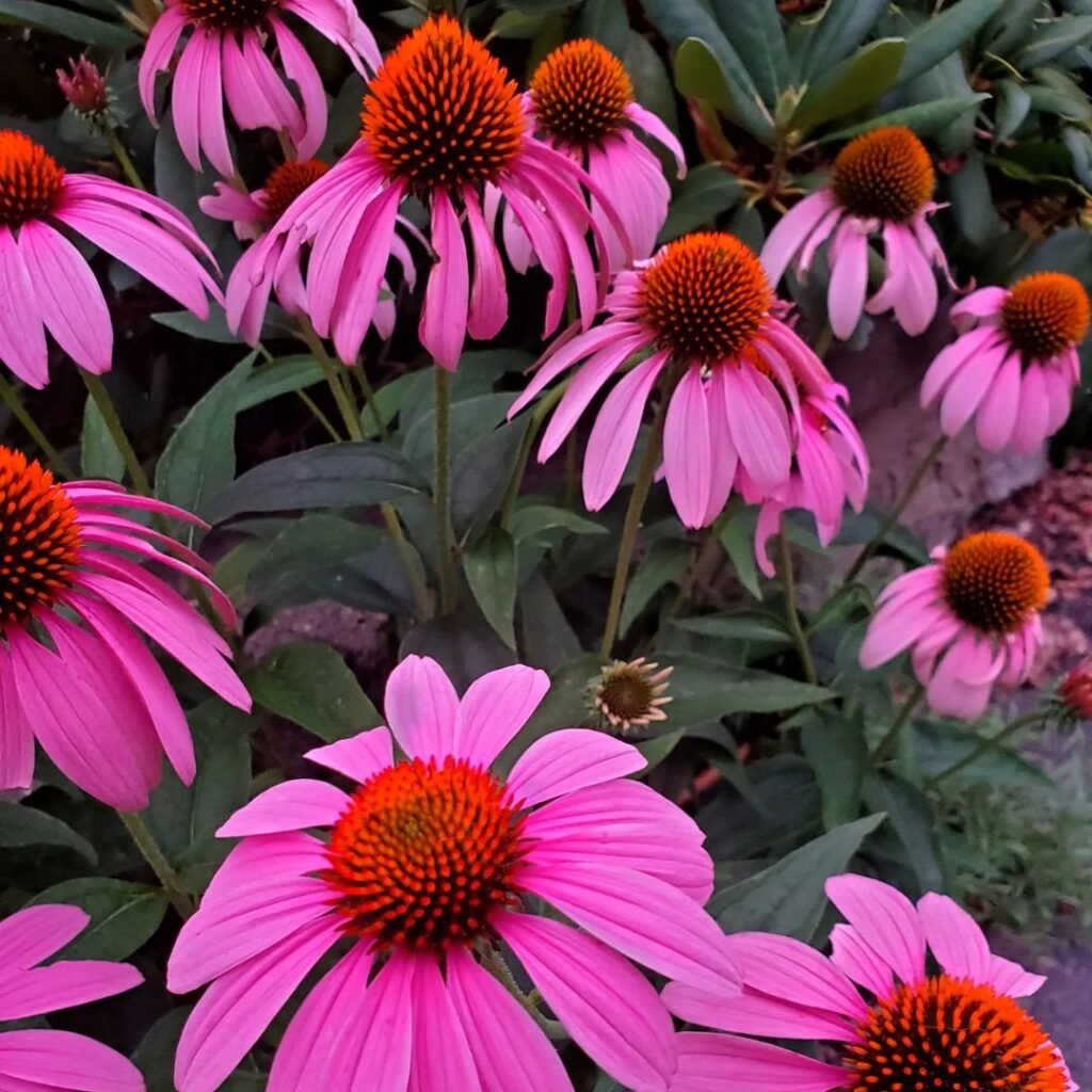 Coneflower (Echinacea) is a resilient perennial known for its striking, daisy-like flowers with prominent central cones, attracting pollinators and thriving in full sun and well-draining soil.