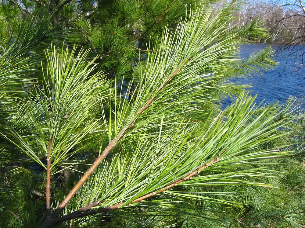 Eastern White Pine (Pinus strobus)