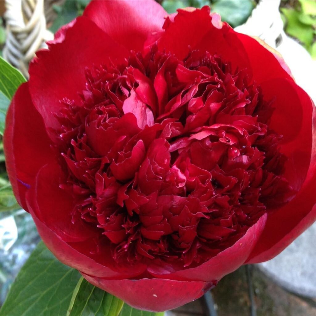 'Red Charm' is a stunning herbaceous peony known for its large, deep red, double blooms, thriving in full sun and well-draining soil, and prized for its vibrant color and lush appearance.