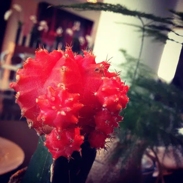 Ruby Ball Cactus