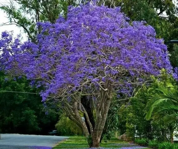 Blue Jacaranda