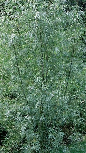 Coyote Willow (Salix exigua)