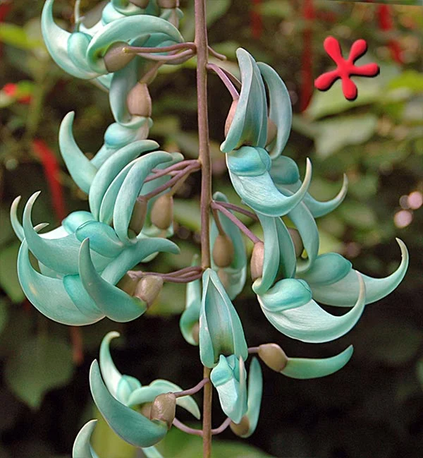 The jade vine (Strongylodon macrobotrys) 